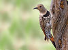 Picture of the Yellowhammer, the official state bird of Alabama.