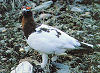 Picture of the Willow+Ptarmigan, the official state bird of Alaska.