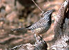 Picture of the Cactus+Wren, the official state bird of Arizona.