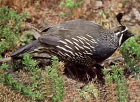 Colleges In Northern California >> The Official California State Bird - The US50 Colleges In Northern California >> The Official California State Bird - The US50