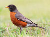 Official Connecticut state bird.