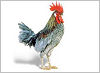 Official Delaware state bird.