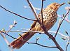 Official Georgia state bird.