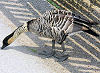 Picture of the Nene+or+Hawaiian+Goose, the official state bird of Hawaii.