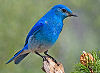 Picture of the Mountain+Bluebird, the official state bird of Idaho.
