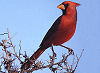 Picture of the Cardinal, the official state bird of Indiana.