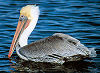 Official Louisiana state bird.
