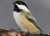 Picture of the Black-Capped+Chickadee, the official state bird of Massachusetts.