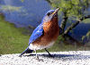 Picture of the Eastern+Bluebird, the official state bird of Missouri.