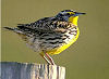 Picture of the Western+Meadowlark, the official state bird of Nebraska.