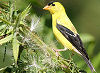 Official New Jersey state bird.
