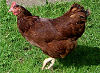 Official Rhode Island state bird.