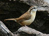 Official South Carolina state bird.