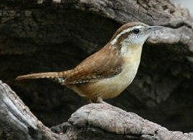 The official South Carolina state bird.