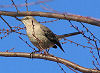 Official Tennessee state bird.