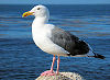 Official Utah state bird.