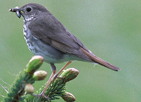 The official Vermont state bird.