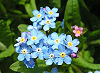 Official Alaska state flower. Official Alaska state flower.
