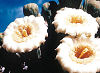 Official Arizona state flower. Official Arizona state flower.