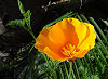 Official California state flower. Official California state flower.