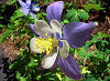 Official Colorado state flower. Official Colorado state flower.