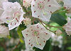 Official Connecticut state flower. Official Connecticut state flower.