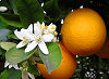 Official Florida state flower. Official Florida state flower.