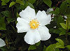 Official Georgia state flower. Official Georgia state flower.
