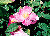 Official Iowa state flower. Official Iowa state flower.