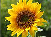 Official Kansas state flower. Official Kansas state flower.