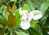Official Louisiana state flower. Official Louisiana state flower.