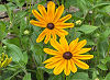 Official Maryland state flower. Official Maryland state flower.