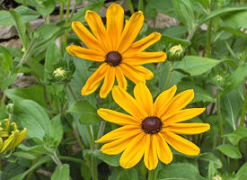 the official maryland state flower the us50