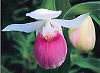 Official Minnesota state flower. Official Minnesota state flower.