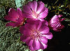 Official Montana state flower. Official Montana state flower.