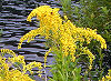 Official Nebraska state flower. Official Nebraska state flower.