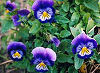 Official New Jersey state flower. Official New Jersey state flower.