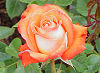 Official New York state flower. Official New York state flower.