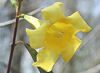 Official South Carolina state flower. Official South Carolina state flower.