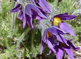 official south dakota state flower