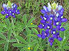 Official Texas state flower. Official Texas state flower.