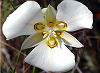 Official Utah state flower. Official Utah state flower.