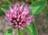 Official Vermont state flower. Official Vermont state flower.