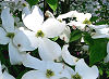 Official Virginia state flower. Official Virginia state flower.