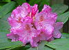 Official Washington state flower. Official Washington state flower.
