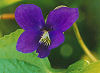Official Wisconsin state flower. Official Wisconsin state flower.