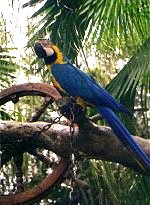 Parrot in a Florida tree.