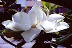 Beautiful blooming flower.